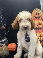 Diesel 390 F1b , a male Goldendoodle and Poodle - Miniature  for sale in Lakeland, FL – 2 of 10