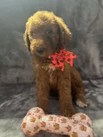 Daisy 394. F1b, a female Goldendoodle and Poodle - Miniature  for sale in Lakeland, FL – 7 of 10