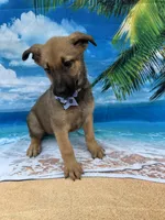 Kasey -844, a female Belgian Malinois and German Shepherd Dog for sale in Lakeland, FL – Photo 2 of 10