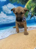 Kasey -844, a female Belgian Malinois and German Shepherd Dog for sale in Lakeland, FL – Photo 10 of 10