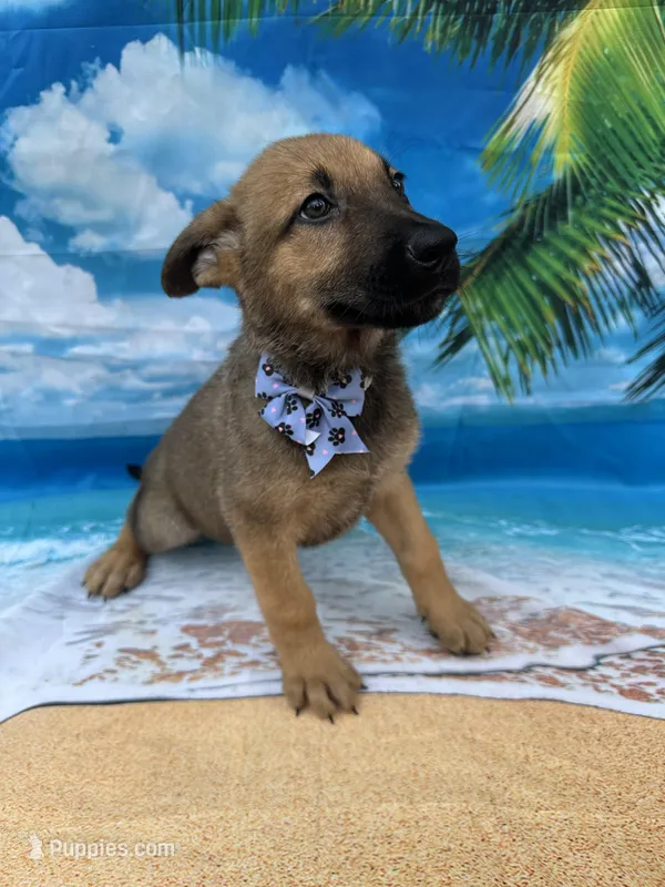 Kasey -844 – Belgian Malinois, German Shepherd Dog puppy for sale in Lakeland, FL