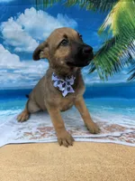 Kasey -844, a female Belgian Malinois and German Shepherd Dog for sale in Lakeland, FL – Photo 1 of 10