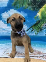 Kasey -844, a female Belgian Malinois and German Shepherd Dog for sale in Lakeland, FL – Photo 8 of 10