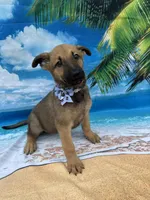 Kasey -844, a female Belgian Malinois and German Shepherd Dog for sale in Lakeland, FL – Photo 5 of 10