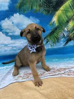 Kasey -844, a female Belgian Malinois and German Shepherd Dog for sale in Lakeland, FL – Photo 6 of 10
