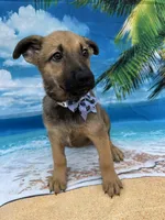 Kasey -844, a female Belgian Malinois and German Shepherd Dog for sale in Lakeland, FL – Photo 9 of 10