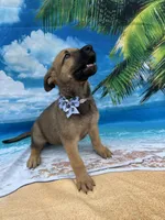 Kasey -844, a female Belgian Malinois and German Shepherd Dog for sale in Lakeland, FL – Photo 3 of 10