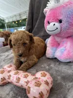 Bambi 370, a female Aussiedoodle and Poodle - Miniature  for sale in Lakeland, FL – 8 of 10