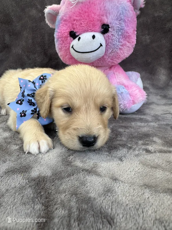 Bailey 577 – Golden Retriever puppy for sale in Lakeland, FL