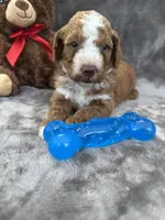 Bear 127, a male Aussiedoodle and Poodle - Miniature  for sale in Lakeland, FL – 6 of 10