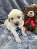 Brody 571, a male Golden Retriever for sale in Lakeland, FL – 9 of 10