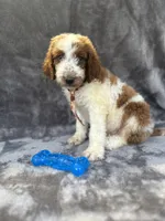 Dash 385 F1b, a male Goldendoodle and Poodle - Miniature  for sale in Lakeland, FL – 2 of 10