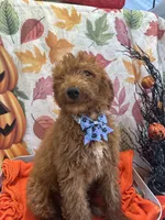 Dakota 392 f1b, a female Goldendoodle and Poodle - Miniature  for sale in Lakeland, FL – 9 of 10