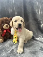 Sammy - 191, a male Golden Retriever for sale in Lakeland, FL – 2 of 10