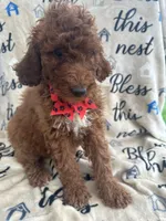 Rae-Rae -128, a female Labradoodle and Poodle - Standard  for sale in Lakeland, FL – 6 of 10