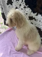 Sapphire - 334 , a female Labradoodle and Poodle - Standard  for sale in Lakeland, FL – 6 of 10