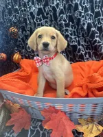 Girl, a female Labradoodle and Golden Retriever for sale in Lakeland, FL – 5 of 8