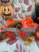 Nicole 379, a female Poodle - Miniature  and Miniature Goldendoodle for sale in Lakeland, FL – 9 of 9