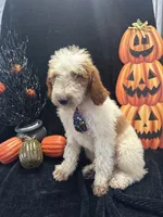 Diesel 390 F1b , a male Goldendoodle and Poodle - Miniature  for sale in Lakeland, FL – 6 of 10