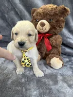 Bear 576, a male Golden Retriever for sale in Lakeland, FL – 2 of 10