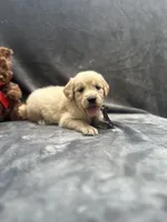 Sampson - 190, a male Golden Retriever for sale in Lakeland, FL – 7 of 10