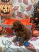 Norman 377, a male Poodle - Miniature  and Miniature Goldendoodle for sale in Lakeland, FL – 2 of 10