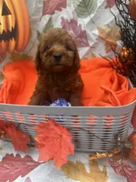 Nelson 374, a male Poodle - Miniature  and Miniature Goldendoodle for sale in Lakeland, FL – 2 of 10