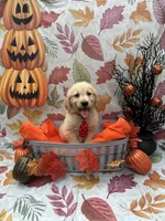 Biscuit 573, a male Golden Retriever for sale in Lakeland, FL – 9 of 10