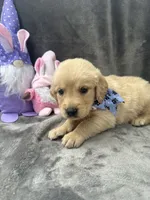 Sophie - 197, a female Golden Retriever for sale in Lakeland, FL – 9 of 10