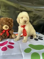 Seth - 332, a male Labradoodle and Poodle - Standard  for sale in Lakeland, FL – 6 of 10