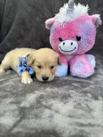 Bailey 577, a female Golden Retriever for sale in Lakeland, FL – 8 of 10