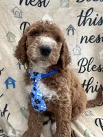 Charlie- 126 , a male Labradoodle and Poodle - Standard  for sale in Lakeland, FL – 10 of 10