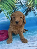 Ingrid - 424, a female Poodle - Miniature  and Miniature Goldendoodle for sale in Lakeland, FL – Photo 9 of 10