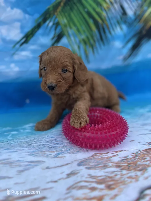 Ingrid - 424 – Poodle - Miniature , Miniature Goldendoodle puppy for sale in Lakeland, FL
