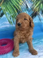 Ingrid - 424, a female Poodle - Miniature  and Miniature Goldendoodle for sale in Lakeland, FL – Photo 10 of 10