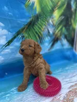 Ingrid - 424, a female Poodle - Miniature  and Miniature Goldendoodle for sale in Lakeland, FL – Photo 6 of 10