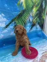 Ingrid - 424, a female Poodle - Miniature  and Miniature Goldendoodle for sale in Lakeland, FL – Photo 8 of 10