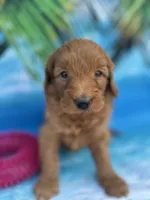 Ingrid - 424, a female Poodle - Miniature  and Miniature Goldendoodle for sale in Lakeland, FL – Photo 3 of 10