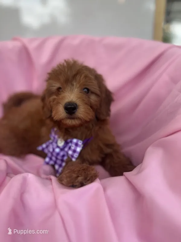 Ingrid - 424 – Poodle - Miniature , Miniature Goldendoodle puppy for sale in Lakeland, FL