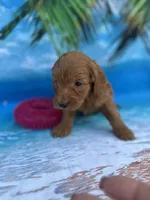 Ingrid - 424, a female Poodle - Miniature  and Miniature Goldendoodle for sale in Lakeland, FL – Photo 2 of 10