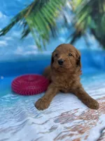 Ingrid - 424, a female Poodle - Miniature  and Miniature Goldendoodle for sale in Lakeland, FL – Photo 5 of 10