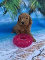 Ingrid - 424, a female Poodle - Miniature  and Miniature Goldendoodle for sale in Lakeland, FL – Photo 7 of 10
