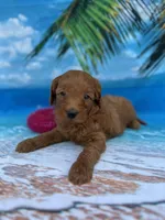 Ingrid - 424, a female Poodle - Miniature  and Miniature Goldendoodle for sale in Lakeland, FL – Photo 4 of 10
