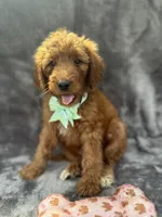Dixie 399 F1b, a female Goldendoodle and Poodle - Miniature  for sale in Lakeland, FL – 4 of 10