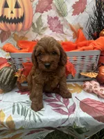 Nessa #375, a female Poodle - Miniature  and Miniature Goldendoodle for sale in Lakeland, FL – 8 of 9