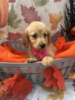 Brooklyn 572, a female Golden Retriever for sale in Lakeland, FL – 7 of 10