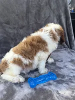 Dash 385 F1b, a male Goldendoodle and Poodle - Miniature  for sale in Lakeland, FL – 3 of 10