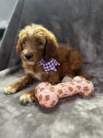 Daphne 398. F1b, a female Goldendoodle and Poodle - Miniature  for sale in Lakeland, FL – 3 of 10