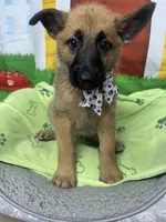 Kashi 380, a female Belgian Malinois and German Shepherd Dog for sale in Lakeland, FL – 4 of 10