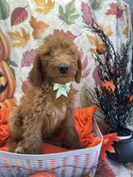 Dixie 399 F1b, a female Goldendoodle and Poodle - Miniature  for sale in Lakeland, FL – 1 of 10